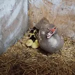 Wunderschoene 3-zimmerwohnung Auf Dem Bauernhof Lägenhet *