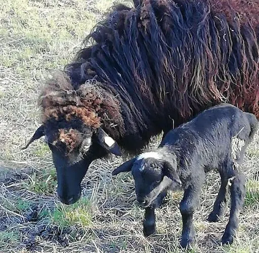 Wunderschoene 3-zimmerwohnung Auf Dem Bauernhof Apartment *